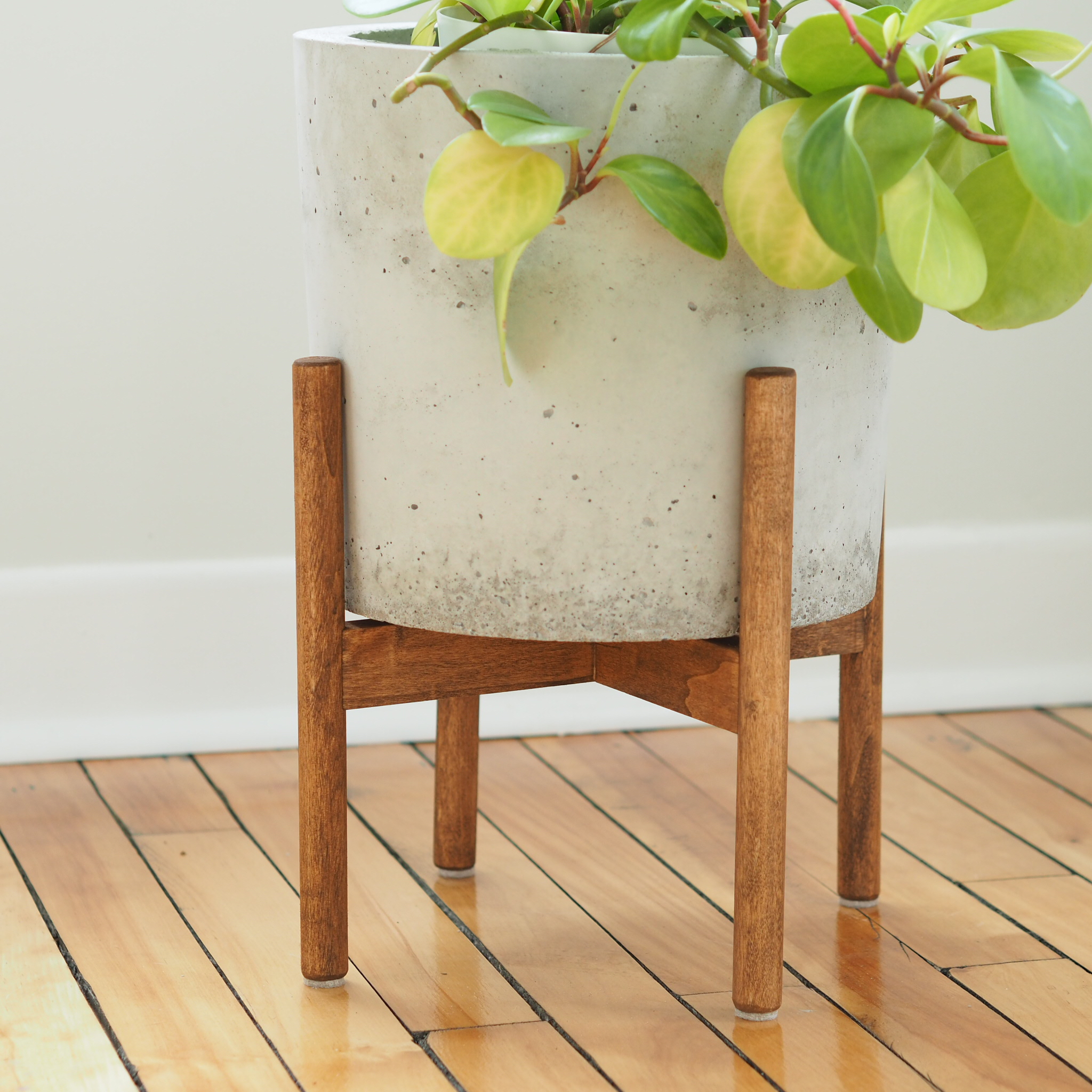columella plants Peperomia columella | Easy Care Plants Online main image 0